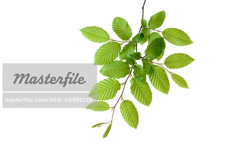 Branch of European Hornbeam (Carpinus betulus) with fresh foliage in spring on a white background, Germany
