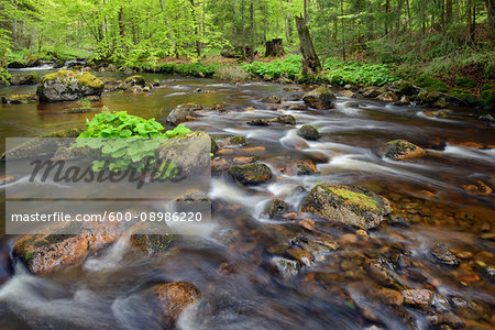 Kalte Bode stream (of the Bode River) flowing through forest in the Elendstal Valley near Schierke in Harz, Germany