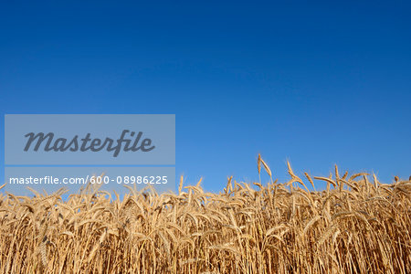 Rye field against clear blue sky in summer in Bavaria, Germany