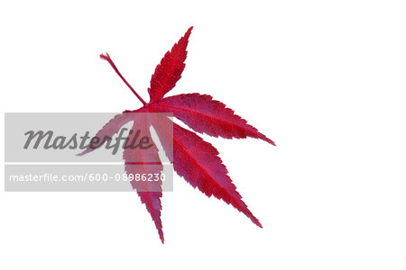 Red autumn leaf of a Japanese Maple (Acer palmatum) on a white background, Germany