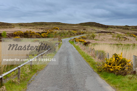 Road with gorse bushes in springtime at the village of Dunvegan on the Isle of Skye in Scotland, United Kingdom