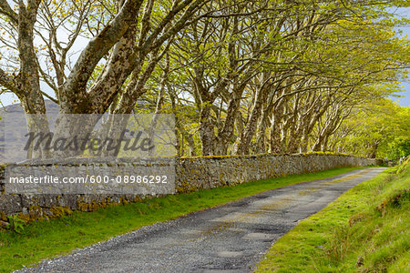 Tree-lined road with stone wall on the Isle of Skye in Scotland, United Kingdom