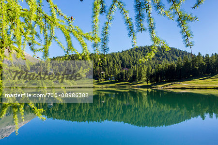 Forest sourrounding St Mortiz reflected in Lake St Moritz on a sunny day in spring, Switzerland