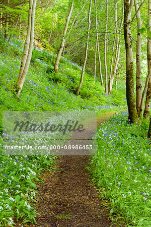 Pathway through spring forest with bear's garlic and bluebells near Armadale on the Isle of Skye in Scotland, United Kingdom
