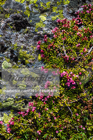 Close-up of wildflowers and lichen on rocks at the top of Muottas Muragl near St Moritz, Switzerland