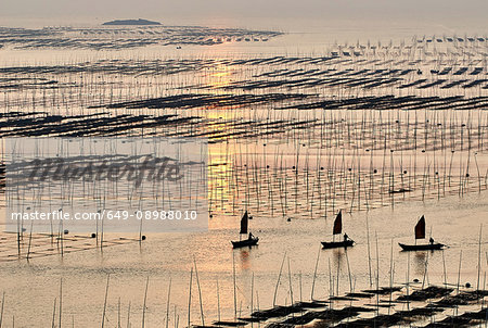 Traditional fishing poles and boats at dawn, Xiapu, Fujian, China