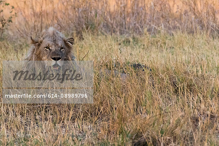 Lion (Panthera leo), resting in grass, Okavango Delta, Botswana, Africa