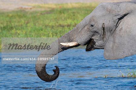 African elephant (Loxodonta africana), drinking in the river Khwai, Okavango Delta, Botswana, Africa