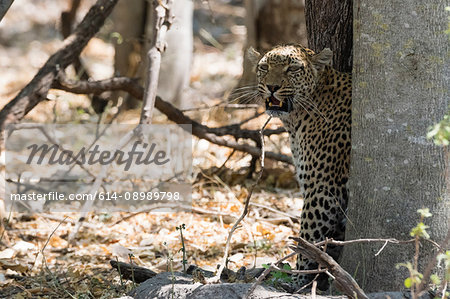 Portrait of Leopard (Panthera pardus), Okavango Delta, Botswana, Africa