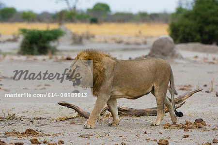 Male Lion (Panthera leo), Savuti, Chobe National Park, Botswana, Africa Male Lion (Panthera leo), Savuti, Chobe National Park, Botswana, Africa