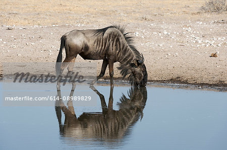 Blue wildebeest (Connochaetes taurinus) drinking from waterhole, Kalahari, Botswana, Africa