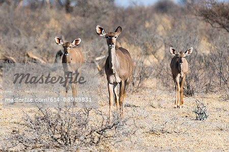 Greater kudu (Tragelaphus strepsiceros), Kalahari, Botswana, Africa