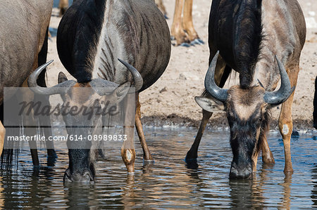 Blue wildebeest (Connochaetes taurinus), drinking at waterhole, Kalahari, Botswana, Africa