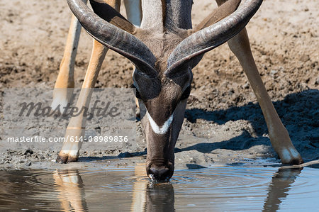 Portrait of Greater kudu (Tragelaphus strepsiceros), Kalahari, Botswana, Africa