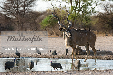 A male Greater kudu (Tragelaphus strepsiceros) and helmeted guineafowl (Numida meleagris), at waterhole, Kalahari, Botswana, Africa