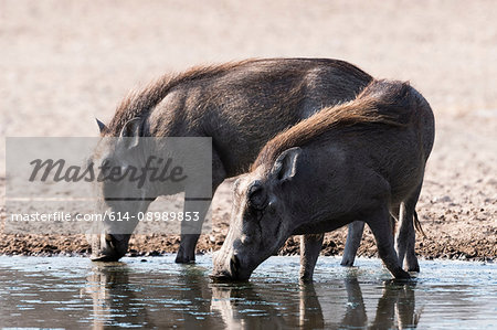 Two warthogs (Phacochoerus africanus), at a waterhole, Kalahari, Botswana  Africa