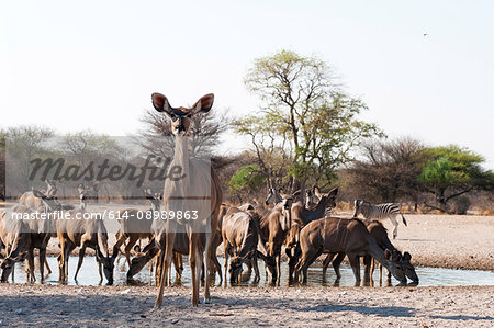 Greater kudu (Tragelaphus strepsiceros), at waterhole, Kalahari, Botswana, Africa