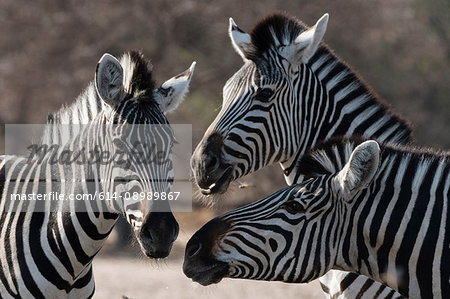 Three Burchell's zebra (Equus burchellii), Kalahari, Botswana, Africa