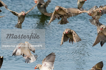 A Red-billed quelea flock (Quelea quelea), in flight, Kalahari, Botswana, Africa