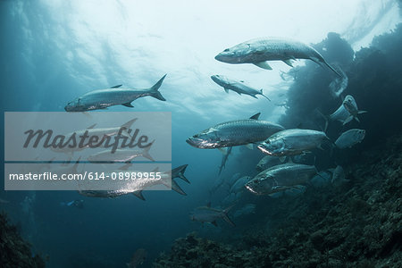 School of tarpon fish at reef, Xcalak, Quintana Roo, Mexico, North America