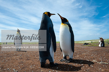 King penguins (Aptenodytes patagonica), at a colony, Port Stanley, Falkland Islands, South America