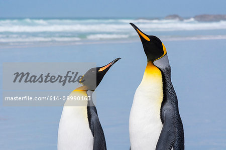 Portrait of two King penguins (Aptenodytes patagonica), on sandy beach, Port Stanley, Falkland Islands, South America