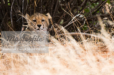 Portrait of a Cheetah cub (Acinonyx jubatus), Samburu National Reserve, Kenya, Africa