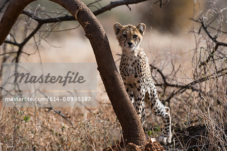 Portrait of a Cheetah cub (Acinonyx jubatus), Samburu National Reserve, Kenya, Africa