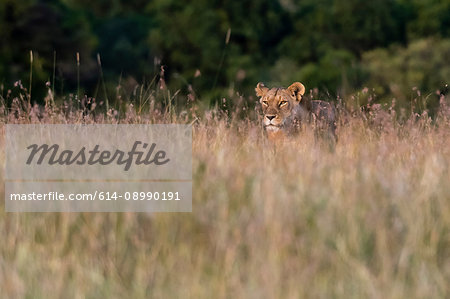 A lioness (Panthera leo),searching for her cubs in the tall grass, Masai Mara, Kenya, Africa