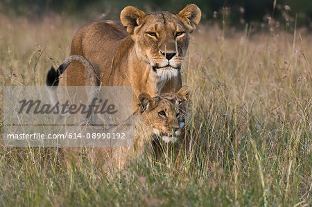 Lioness and cubs (Panthera leo),Masai Mara, Kenya, Africa