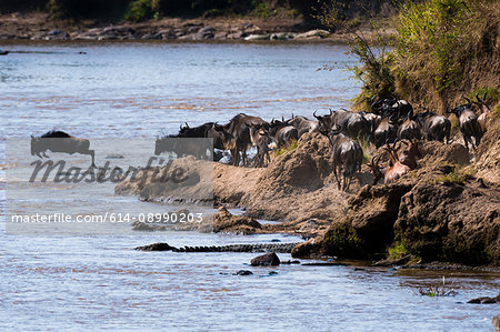 Eastern white-bearded wildebeest (Connochaetes taurinus albojubatus) crossing the Mara river, Masai Mara National Reserve, Kenya, Africa