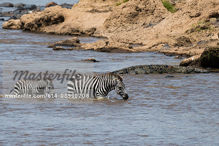 Grant's zebras (Equus quagga boehmi), crossing the Mara river, Masai Mara National Reserve, Kenya, Africa