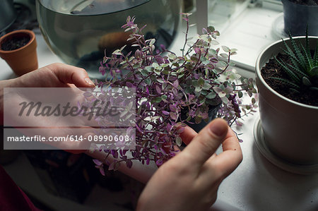 Woman's hand tending potted plant on windowsill