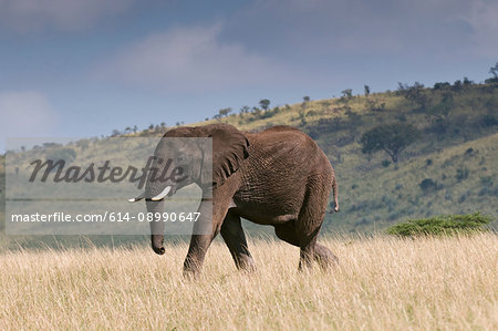 African Elephant (Loxodonta africana), Masai Mara National Reserve, Kenya