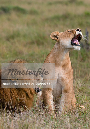Lion and lioness (Panthera leo), Masai Mara National Reserve, Kenya