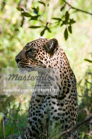 Leopard (Panthera pardus), Masai Mara National Reserve, Kenya