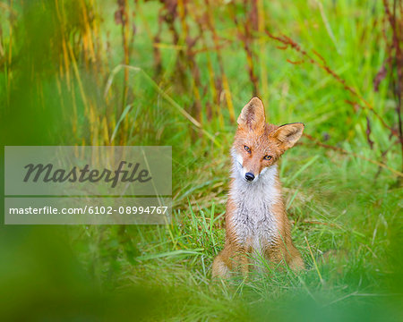 Red fox