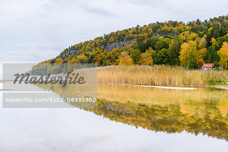 Autumn forest at lake