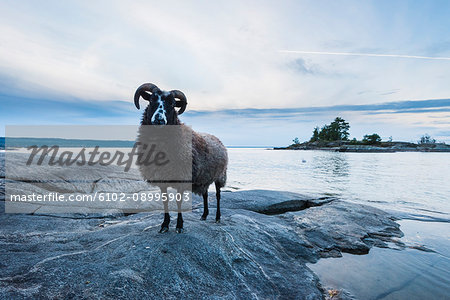 Ram at rocky coast