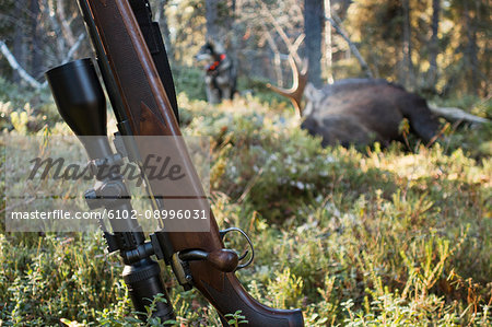 Riffle, dead elk on background