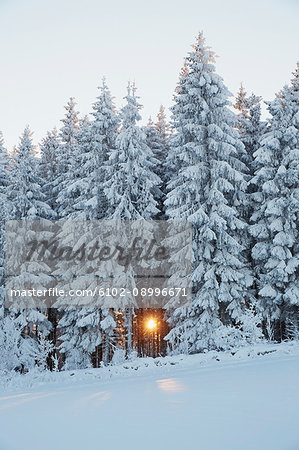 Coniferous forest in winter