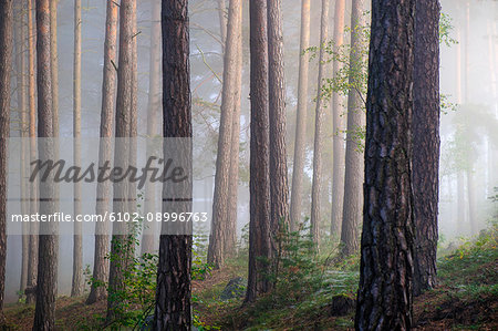 Foggy forest