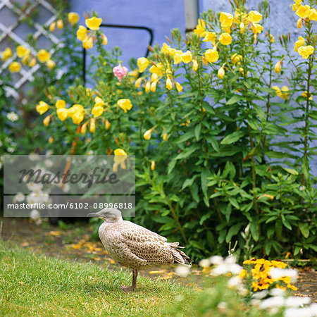 A gull in a garden.