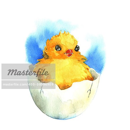 Chicken in the eggshell. Watercolor illustration on a white background