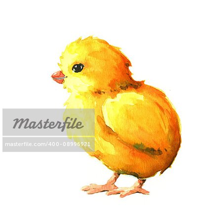 Chick. Watercolor illustration on a white background