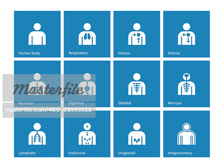 Human Anatomy lymphatic, integumentary, urogenital, endocrine, respiratory, nervous and digestive systems icons on blue background. Vector illustration