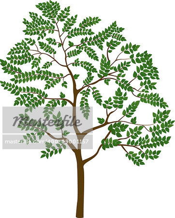 Thin trunk isolated cartoon green tree, isolated on white vector illustration