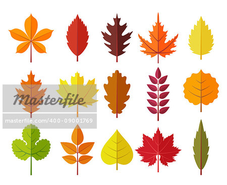 Colorful autumn leaves set, isolated on white background. Simple cartoon flat style, vector illustration.