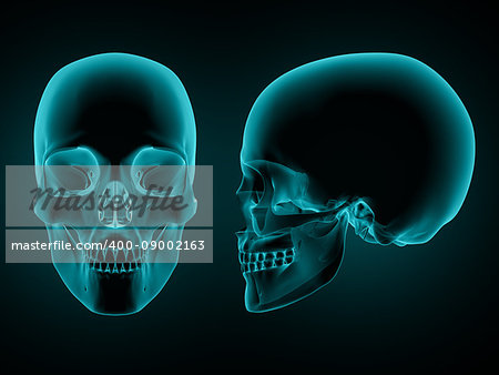 3D render of a front and side view of a skull