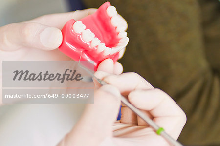 Dentist examining model of teeth